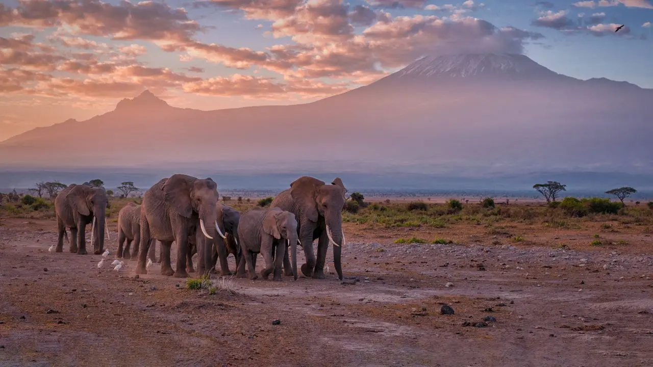 Elephants in Amboseli National Park